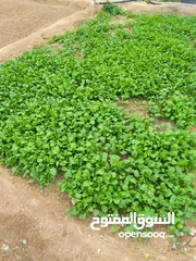  7 مزرعه زينه النخيل