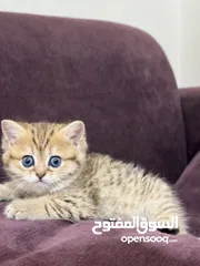  8 جولدن سكوتش فولد وستريت مستويات حلوة