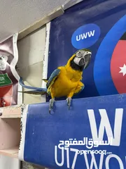  3 حبتين مكاو للبيع