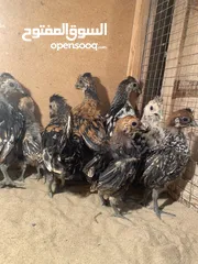  9 فروخ دجاج عربي مميز للبيع