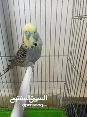  3 جوز حب انجليزي بسعررر مغري 35 دينار من الاخر