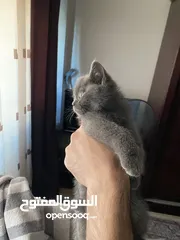  5 قطط سكوتش فولد + ستريت من اب وام مسجلين (بيوور)