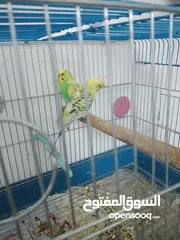 1 جوز حب شغلات انثى فيها بيض 15