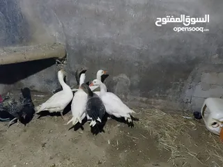  2 متاح طقم وز 6 حبات شغالات كفالة