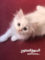  3 قطط شيرازي العمر شهرين