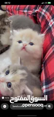  14 سكوتش فولد بيور kitten