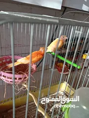  1 جوز كنار على البيض مباشره ان شاء الله