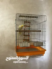  3 ببغاء كوكتيل مع قفص