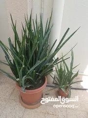  4 نباتات ظل للبيع