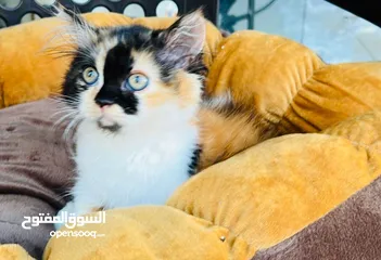  4 قط للبيع فقط اي قط. 1200