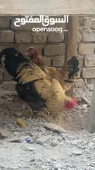  4 للبيع ديج ودجاجه عرب  سعر الديج 25 والدجاجه 15