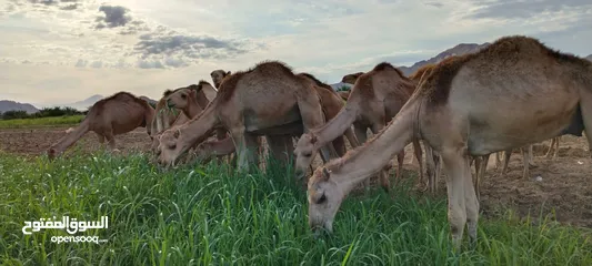  12 تعلن مزرعه قرن الكبش عن وصول دفعه جديده من حشوان الجنوب فرع بركاء