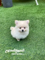  11 pomeranian dogs male and female 2 month old