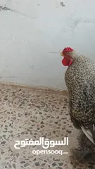  4 ديوك براهما بيور