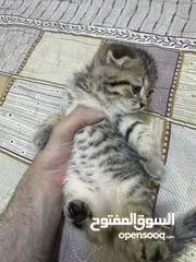  7 سكوتش فولد وستريت
