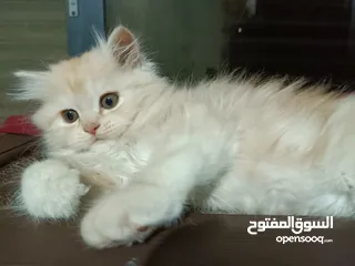  6 قطط ذكور عمر 3 اشهر واحد همالايا شوكليت بلو بوينت وواحد بريتش ريد عيون خضراء والاتنين شعر طويل ناعم