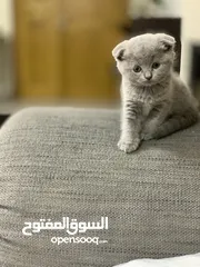  12 SCOTTISH FOLD AND BRITISH SHORT HAIR