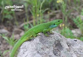  17 مطلوب زواحف و حشرات و حيوانات برمائية لتصوير افلام وثائقية