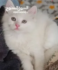  10 قط  و قطه هملايا شوكلت و قطتين  كتنز كتن بيبي  3 شهور  ابيض ناصع و عيون زرق  القط رغدول البيور الضخم