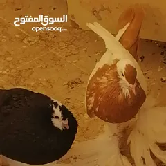  4 طيرة منفاخ اصفر جامبو شغاله بتزق افراخها في مادبا للبيع ام فرخ بدون الفرخ