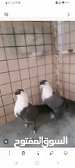  2 شخاشله زرق  للبيع