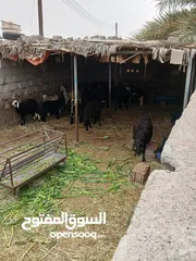  2 جعد نجدي عماني