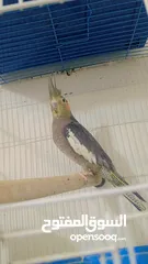  6 كوكتيل وحب جوزين بجوزين للبيع او البدل جوز لاتينو بدايت خيرهم وجوز ازبل ع حبشي صحه بولاد وعليهم حبه