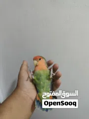  4 لافبيرد اليف