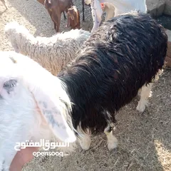  3 خروف نيدي البيع