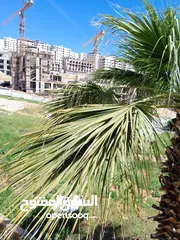  16 فيلا للبيع  البيادر قرب مسجد حسين خوجا في ارقى المناطق اول بدايه ابو السوس مقبل مشروع الجامعه الجديد