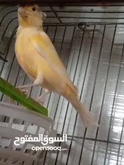  1 جوز كنار تحتهم بيض