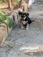  3 جرو روت ريفر ويلر عمر 3 شهور