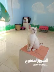  1 قطط سكوتش ذكرين