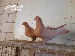  2 اجواز مالطي +اجواز كنج