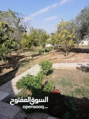  16 بيت مزرعة (ترخيص سكن) مزروعة شجر مثمر مع بير في منطقة الاغوار الوسطى ظهرة الرمل