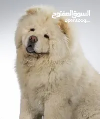  2 كلب تشاوتشاو للبيع