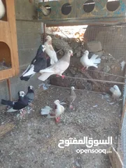  2 حمام للبيع أنواع مختلفه