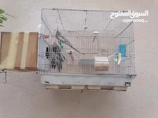  4 جوز كوكتيل للبيع