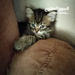  2 6 قطط للبيع الام وأطفالها عمر الام سنه وشهرين والأطفال شهر ونصف