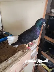  2 جواز حمام زق للبيع تحتهم بيض وفراخ .شغالات ومكفولات .وسعر خاص للكوم