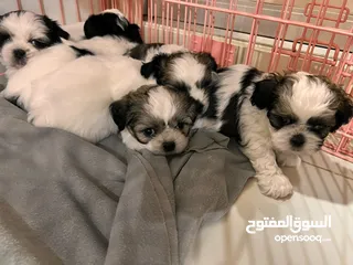 4 Shih tzu puppies pure breed