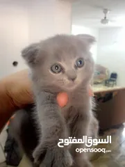  4 قطط للبيع عمر شهرين اثنين سكوتش فولد لون رمادي ،وانثى رمادي وابيض شانشيلا عمرين شهرين لعوبات حنونات