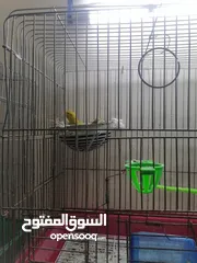  2 جوز كنار بصليات الذكر بندوق هوزو اهالي فراخ للبيع