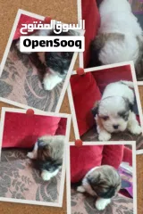  1 1 month old female puppies for sale
