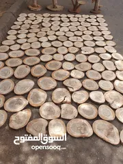  5 طرنشات شجر سنط