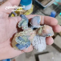 7 جوز فيشر ابلاين جوز منتج واهالي فراخ معهم فرخين مع امكانيه بيع الفراخ لحالها للزق اليدوي