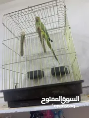  1 ببغاءالدرة