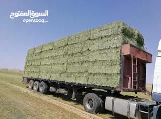  15 1000فدان استصلاح زراعى من المحافظه مباشر مشاركه بالزراعة