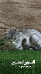  1 قطه  عمر القطه سنه