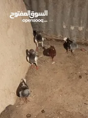  1 6فرخ نوريات بوز ويهوديات زرق ومزهوارات كتف